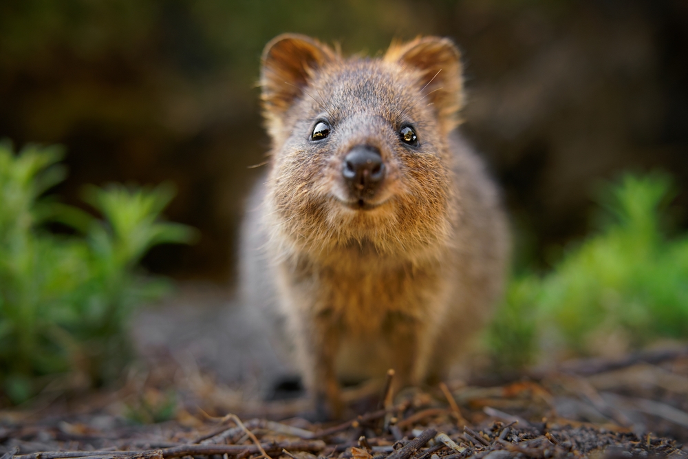 Meet the Adorable Quokka, Known as the ‘Happiest Animal on Earth’