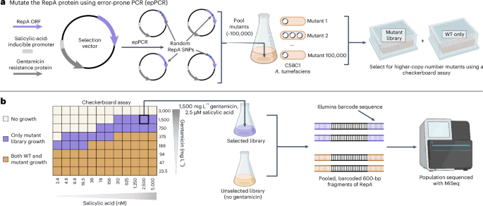 Binary vector copy number engineering improves <i>Agrobacterium</i>-mediated transformation