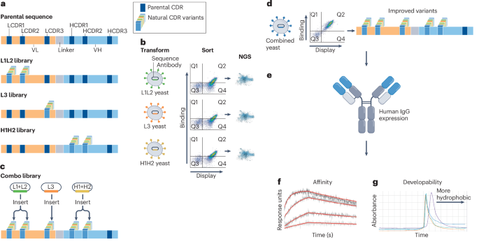 AIntibody: an experimentally validated in silico antibody discovery design challenge