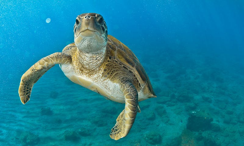 The Sex Problem with Sea Turtles