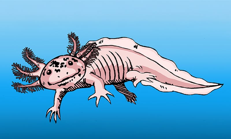 The Amazing, Ageless Axolotl!