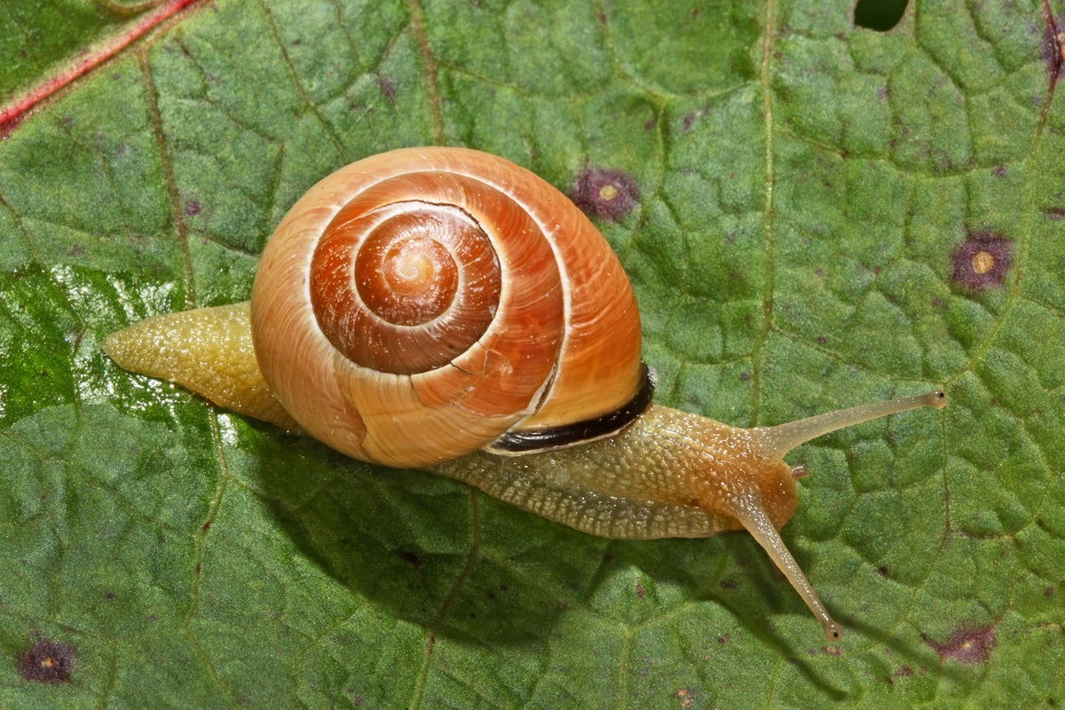 Climate Change Is Altering Animals’ Colors